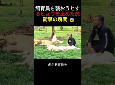 飼育員を襲おうとするヒョウを止めた虎...衝撃の瞬間 😱
