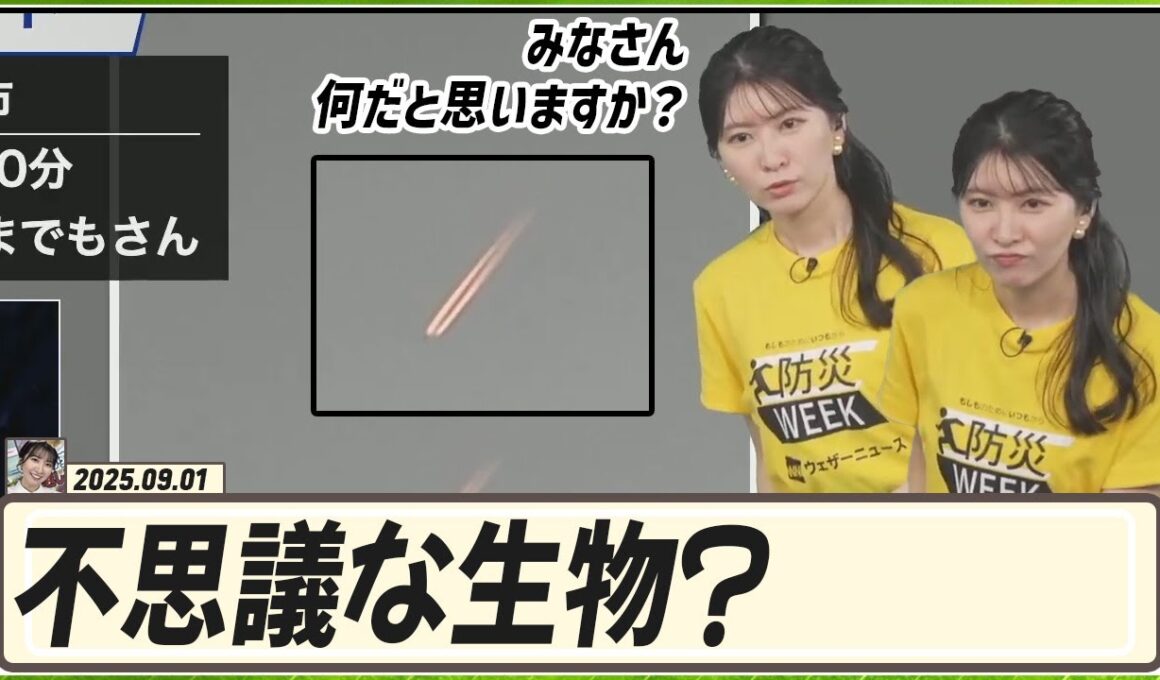 【駒木結衣】 みなさん、何だと思いますか？不思議な生物が？