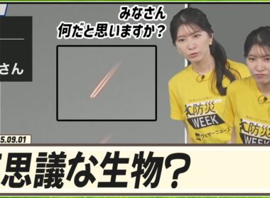 【駒木結衣】 みなさん、何だと思いますか？不思議な生物が？