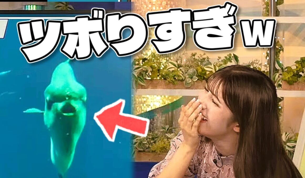 【#岡本結子リサ】どんどん迫ってくるマンボウにツボる🤣【#ウェザーニュース LiVE 切り抜き】