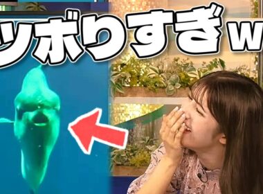 【#岡本結子リサ】どんどん迫ってくるマンボウにツボる🤣【#ウェザーニュース LiVE 切り抜き】