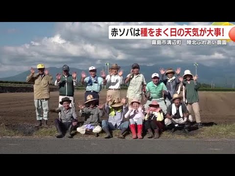 【動画・かごしまの天気9/8】　9日も晴れ　突然の雷雨に注意　＜季節の情報＞ 霧島市溝辺町　赤ソバ畑で種まき (25/09/08 18:30)