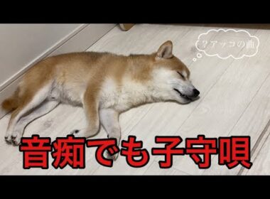 【柴犬飼い主55歳】尾崎音痴熱唱からまさかの和アッコ！？くまころーもびっくり