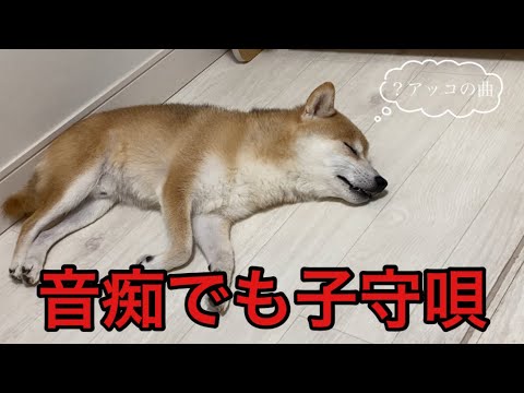 【柴犬飼い主55歳】尾崎音痴熱唱からまさかの和アッコ！？くまころーもびっくり