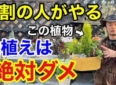 【手に負えない】寄せ植えに使ったコニファーの最も上手な管理方法教えます　　　【カーメン君】【園芸】【植え替え】【剪定】