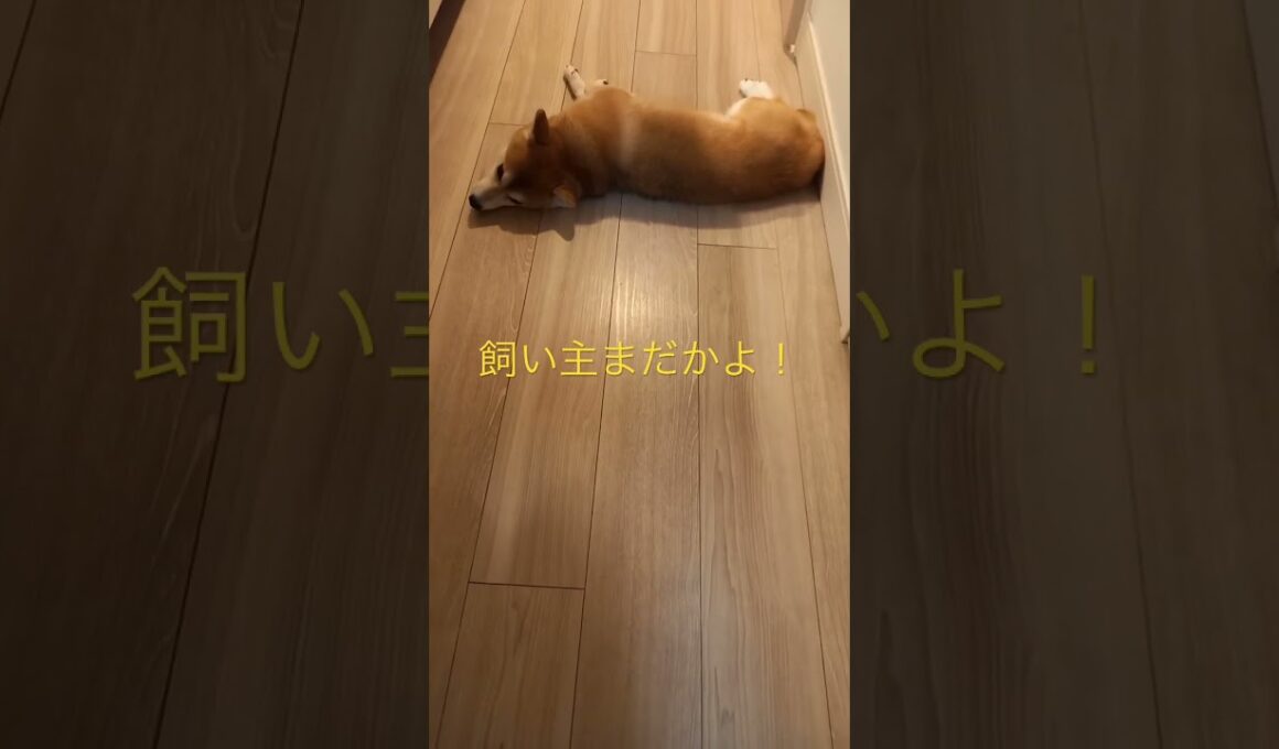 まだ帰ってこねえよ！ #柴犬　#くまころー