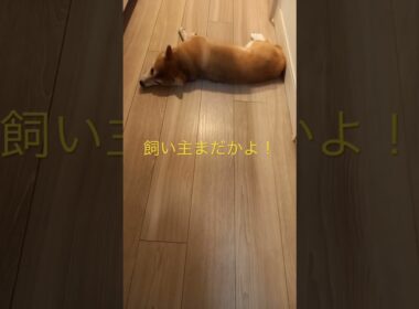 まだ帰ってこねえよ！ #柴犬　#くまころー
