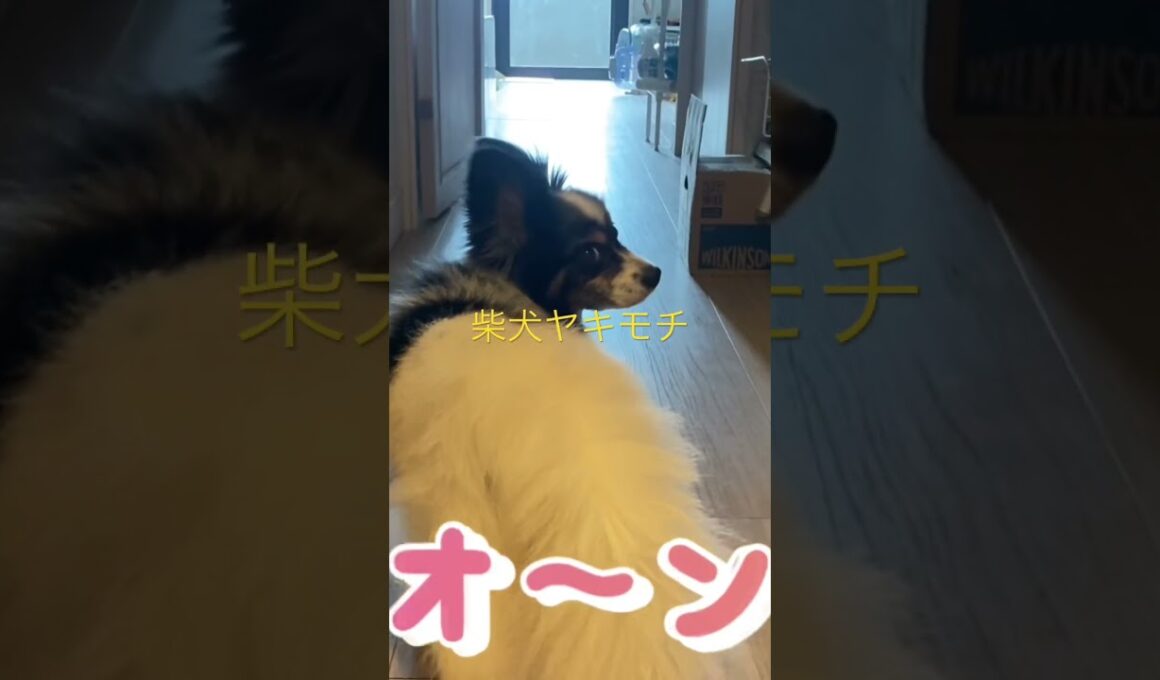 柴犬のヤキモチ！ #くまころー