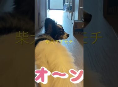 柴犬のヤキモチ！ #くまころー