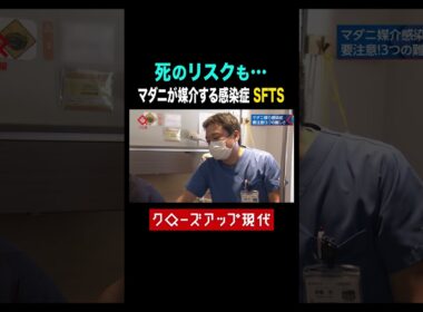 死のリスクも…マダニが媒介するSFTSとは【クロ現】| NHK | #shorts