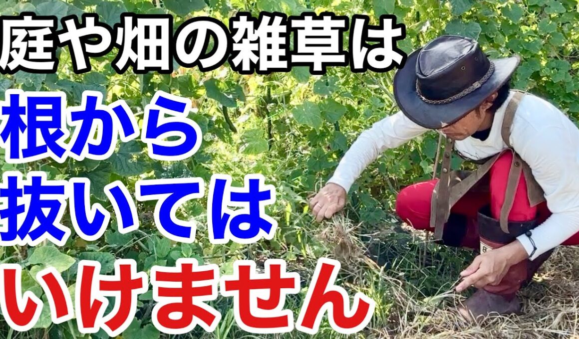 こういう草取りをしてる方は今すぐやめて下さい　　【カーメン君】【雑草退治】【雑草対策】【初心者】