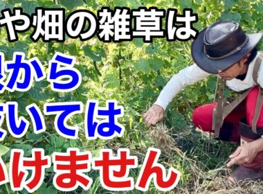 こういう草取りをしてる方は今すぐやめて下さい　　【カーメン君】【雑草退治】【雑草対策】【初心者】