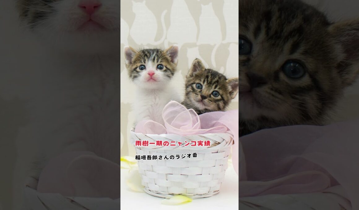 猫カフェ・動物病院向けホームページ制作サービス