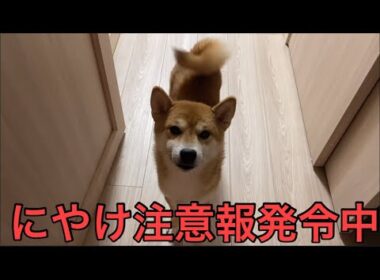 【柴犬飼い主55歳】この瞬間が、いちばんのご褒美