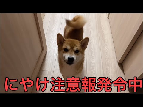 【柴犬飼い主55歳】この瞬間が、いちばんのご褒美