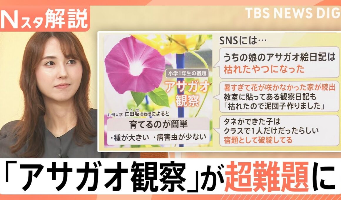 「宿題として破綻」アサガオの観察が超難題に？ラジオ体操は1週間だけ？暑さで夏休みの定番に異変【Nスタ解説】｜TBS NEWS DIG