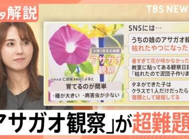 「宿題として破綻」アサガオの観察が超難題に？ラジオ体操は1週間だけ？暑さで夏休みの定番に異変【Nスタ解説】｜TBS NEWS DIG