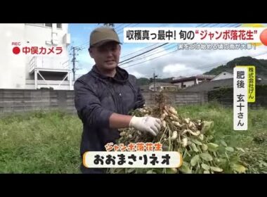 収穫真っ最中！旬の「ジャンボ落花生」　実をつけ始める頃の雨が大事　鹿児島・錦江町 (25/09/25 19:04)