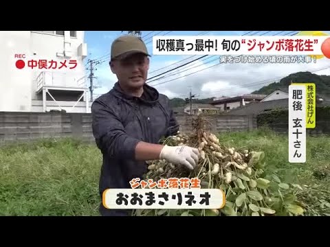 収穫真っ最中！旬の「ジャンボ落花生」　実をつけ始める頃の雨が大事　鹿児島・錦江町 (25/09/25 19:04)