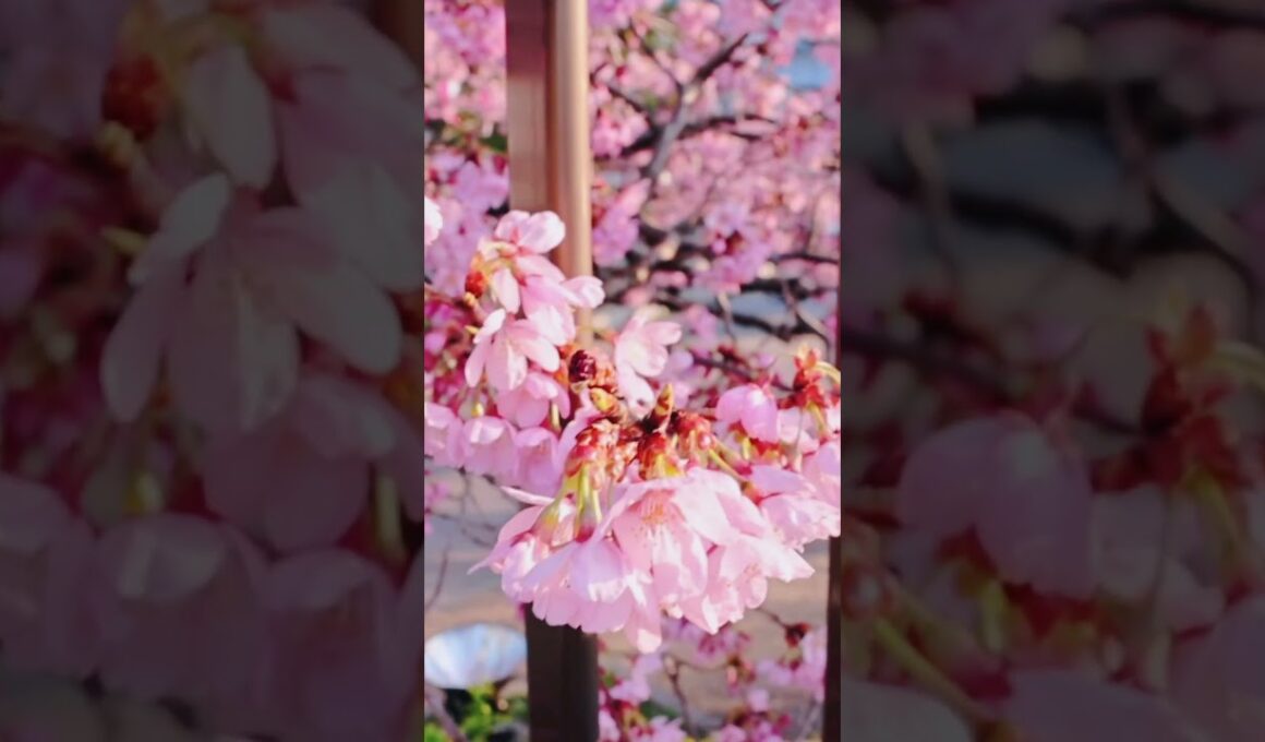 東京隅田公園浅草側🌸満開していた桜 #cherryblossom #travel #sakura #tokyo