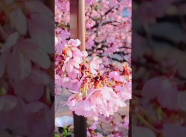 東京隅田公園浅草側🌸満開していた桜 #cherryblossom #travel #sakura #tokyo