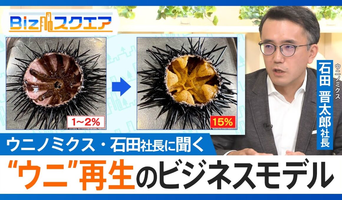 海藻食い荒らし、磯焼け起こす厄介者を「海の宝石」へ　ウニノミクス・石田晋太郎社長に聞く“中身がスカスカのウニを再生、世界一の錬金術”とは【Bizスクエア】