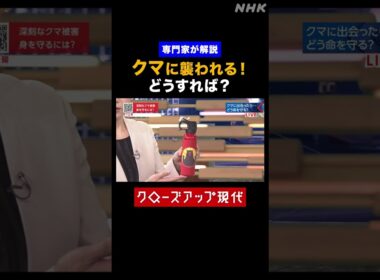 【専門家が解説】クマに襲われる！どうすれば？【クロ現】| NHK | #shorts