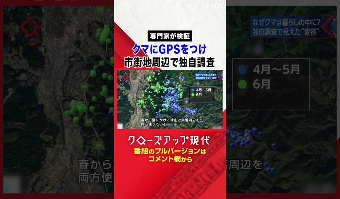 【専門家が検証】野生のクマにGPSをつけて市街地周辺で独自調査【クロ現】| NHK | #shorts