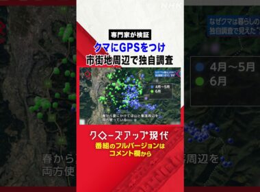 【専門家が検証】野生のクマにGPSをつけて市街地周辺で独自調査【クロ現】| NHK | #shorts
