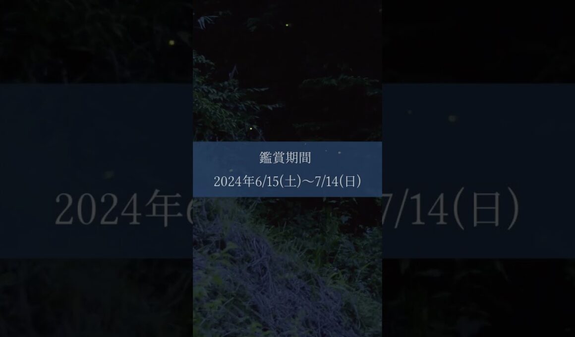 みなかみにホタルを観にきませんか？