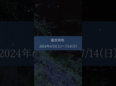 みなかみにホタルを観にきませんか？