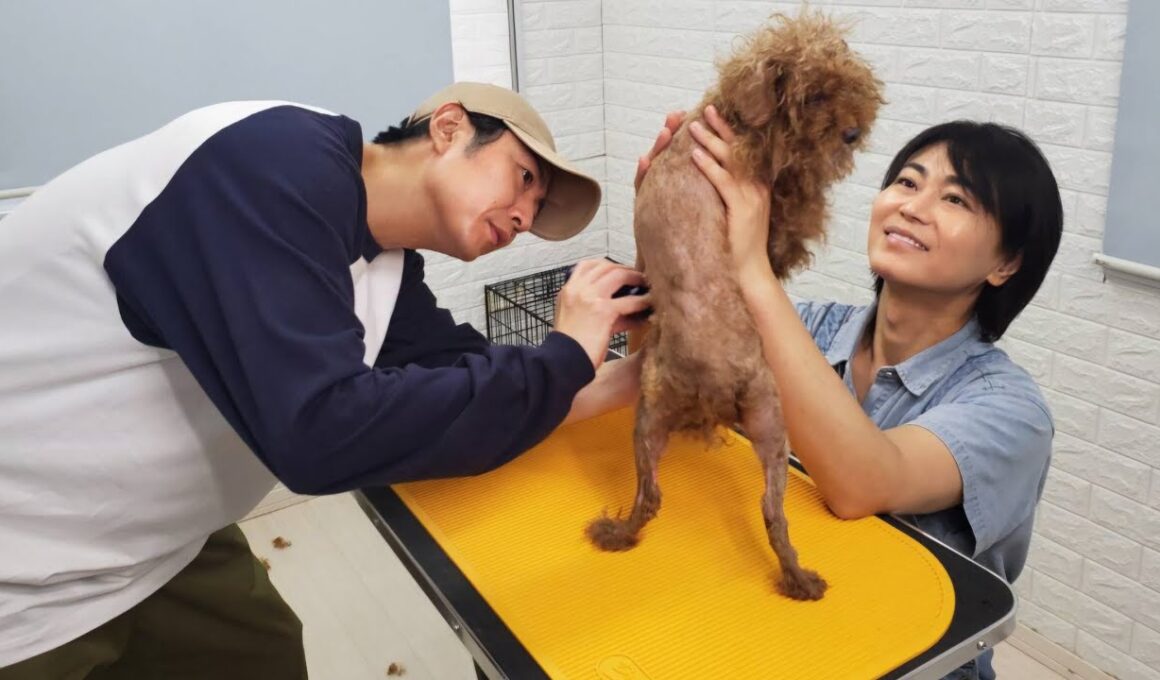 🌸🐾 「氷川きよし×相葉雅紀、命をつなぐ奇跡のトリミング✨保護犬と笑顔あふれる感動の3時間SP」 🐶💖