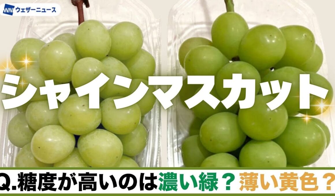 糖度が高いのは？ 甘いシャインマスカットの見分け方