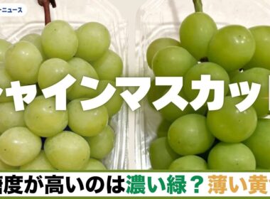糖度が高いのは？ 甘いシャインマスカットの見分け方