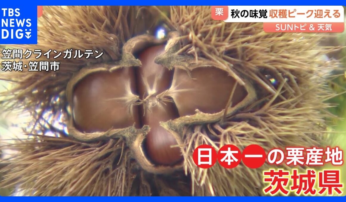 秋の味覚　栗の収穫がピークに【SUNトピ】｜TBS NEWS DIG