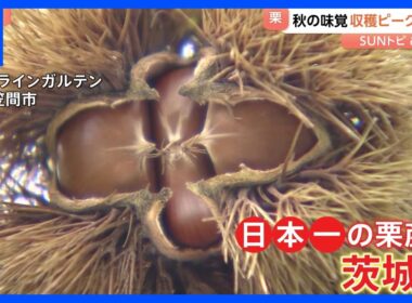 秋の味覚　栗の収穫がピークに【SUNトピ】｜TBS NEWS DIG