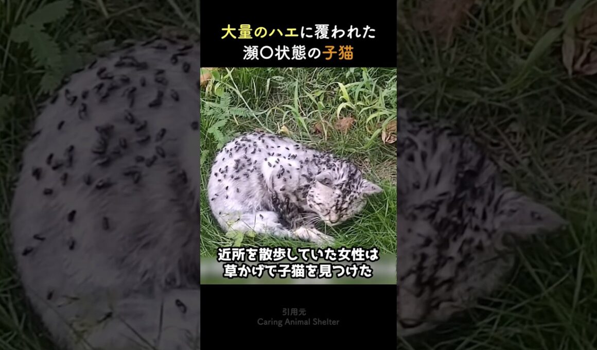 大量のハエに覆われた瀕◯状態の子猫