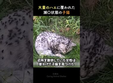 大量のハエに覆われた瀕◯状態の子猫