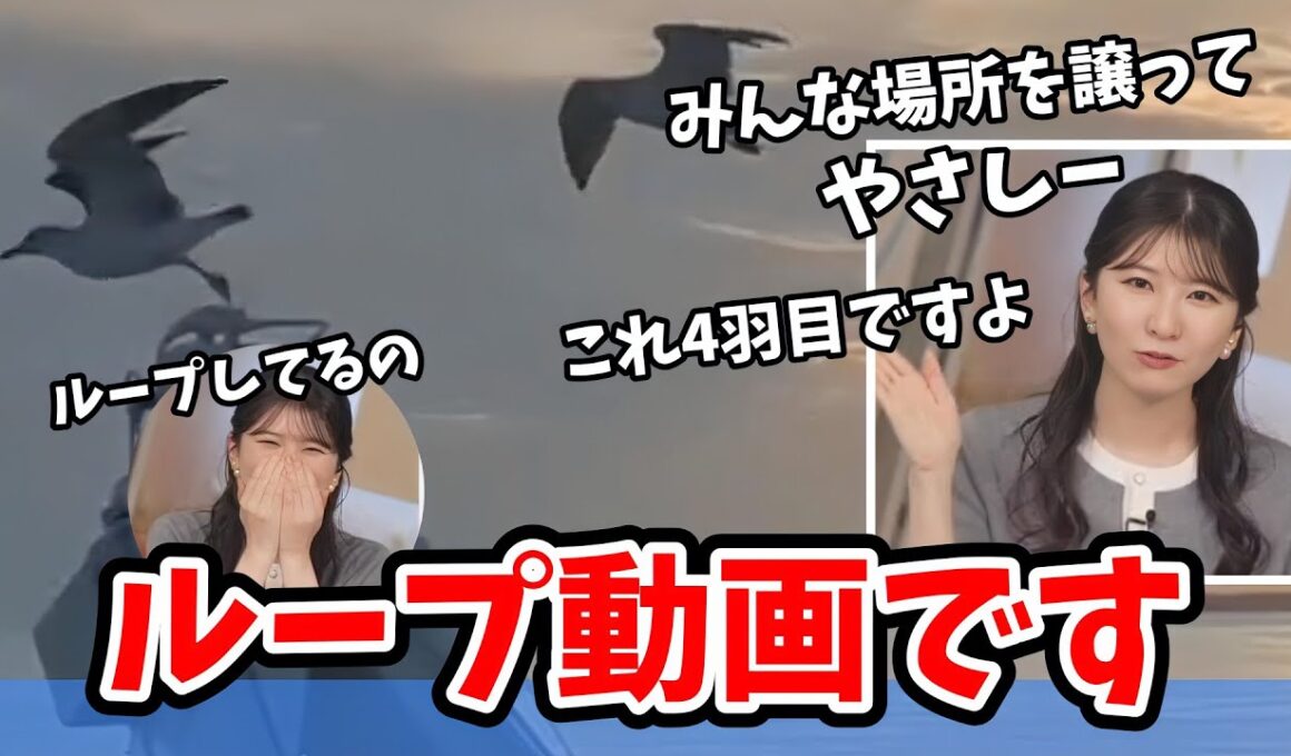【駒木結衣】カモメのリポート動画を見て優しい世界を感じる結衣ちゃん【ウェザーニュース切り抜き】
