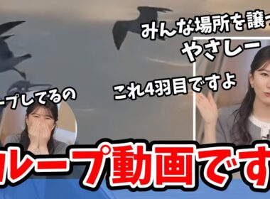 【駒木結衣】カモメのリポート動画を見て優しい世界を感じる結衣ちゃん【ウェザーニュース切り抜き】