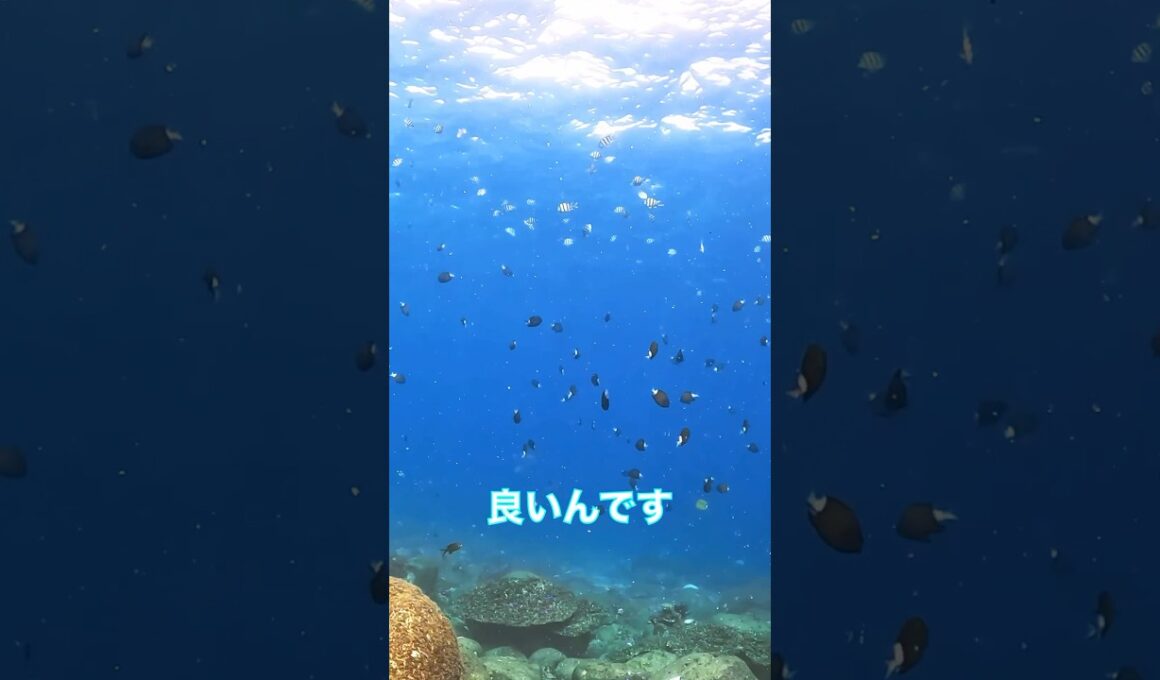 🥑平和な海がいいですねの巻#diving #水中世界 #ダイビング #scubadiving #shorts #アボカド