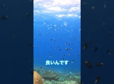 🥑平和な海がいいですねの巻#diving #水中世界 #ダイビング #scubadiving #shorts #アボカド