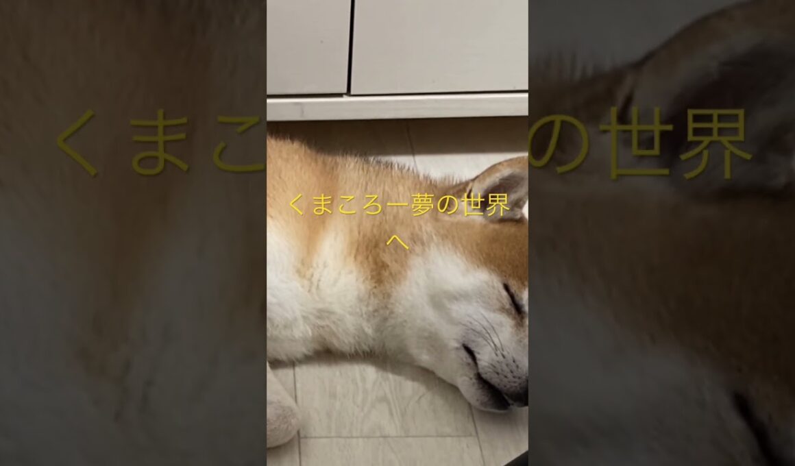 寝かせてくれ！ #柴犬　#くまころー