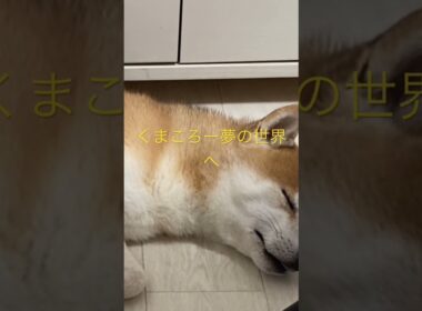 寝かせてくれ！ #柴犬　#くまころー