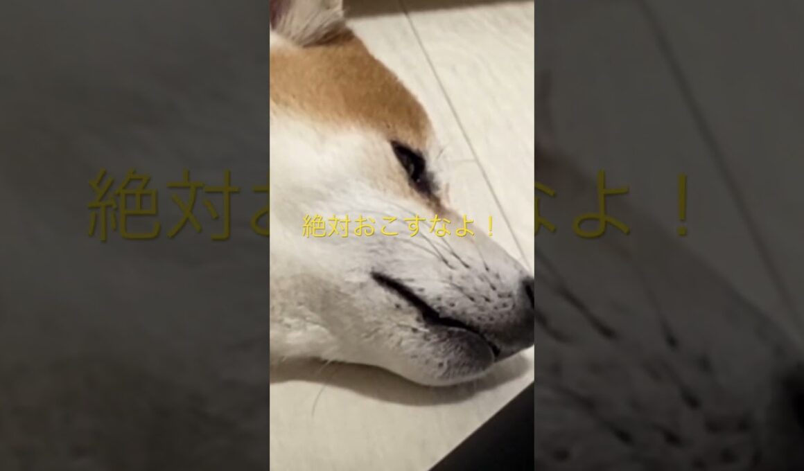 柴犬おちるまで！ #柴犬　#くまころー