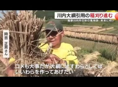 川内大綱引用の稲刈り進む　2026年用の綱の材料として準備　薩摩川内市の秋の風物詩　「米も大事だが、大綱用も大事」　 (25/10/07 19:10)