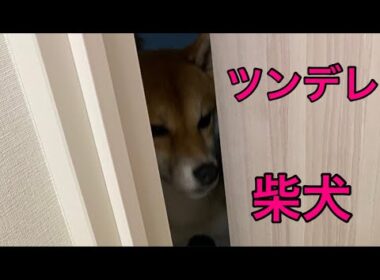 【柴犬飼い主55歳】ツンデレ発動！見送りたいのに出てこない柴犬