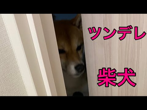 【柴犬飼い主55歳】ツンデレ発動！見送りたいのに出てこない柴犬