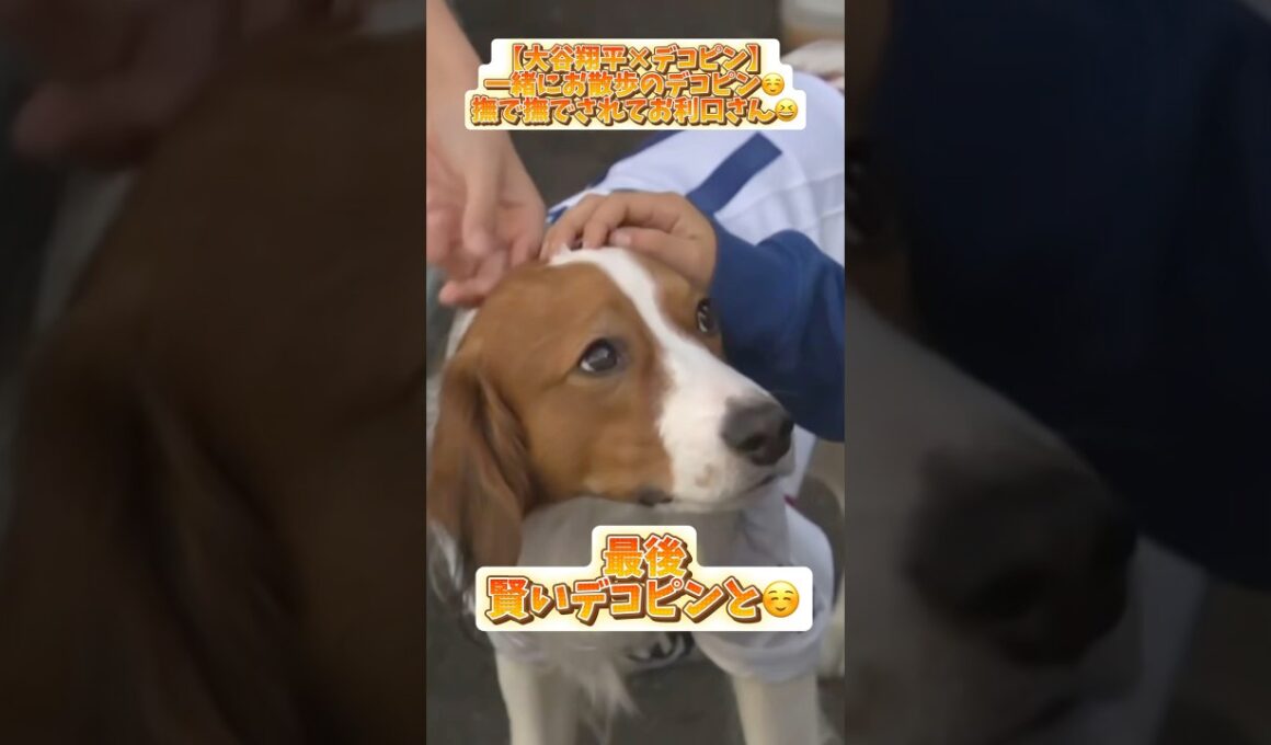 【大谷翔平】一緒にお散歩のデコピン‼️最後賢いデコピンと☺️【デコピン】#コメント見てね #大谷翔平 #mlb #baseball #デコピン