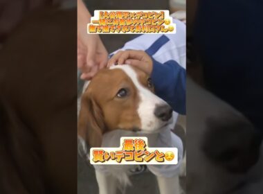 【大谷翔平】一緒にお散歩のデコピン‼️最後賢いデコピンと☺️【デコピン】#コメント見てね #大谷翔平 #mlb #baseball #デコピン